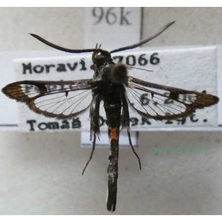 Synanthedon myopaeformis (Borkhausen, 1789) Przeziernik jabłoniowiec Czech96k